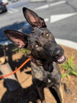 Belgian Shepherd Malinois and Mixed Breed Dogs Available for Adoption in Carlsbad, California - Paige | PetCurious