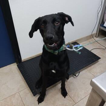 Black Labrador Retriever and Mixed Breed Dogs Available for Adoption in Galveston, Texas - Black Lotus | PetCurious