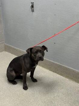 BROOKYN -  Pit Bull Terrier Dog for Adoption in Las Vegas, Nevada - BROOKYN | PetCurious