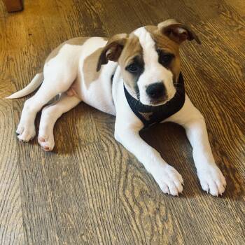 Bruce -  Boxer Dog for Adoption in Shakopee, Minnesota - Bruce | PetCurious