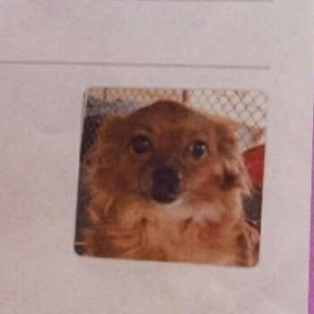 Candy-apple Available 9/26 -  Chihuahua Dog for Adoption in Loves Park, Illinois - Candy-apple Available 9/26 | PetCurious