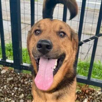 Everest -  Shepherd and Bluetick Coonhound Dog for Adoption in Buffalo, New York - Everest | PetCurious
