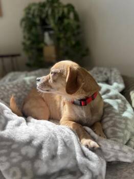 Simon -  Mixed Breed Dog for Adoption in Traverse City, Michigan - Simon | PetCurious