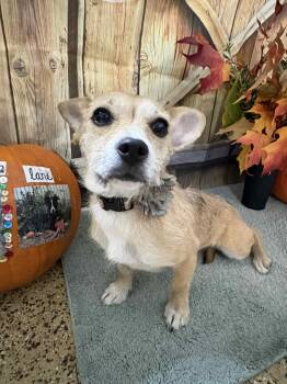 Rescue Dachshund and Chihuahua Dogs for Adoption in Mukwonago, Wisconsin - Tallulah | PetCurious