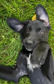 Latte #5282 -  Australian Shepherd Dog for Adoption in Ontario, California - Latte #5282 | PetCurious