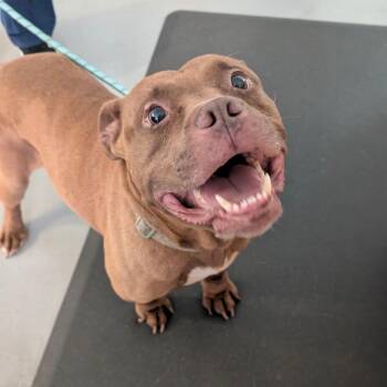 Lady Bug -  Pit Bull Terrier and Mixed Breed Dog for Adoption in Charlottesville, Virginia - Lady Bug | PetCurious