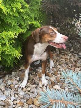 Helen -  Dachshund Dog for Adoption in Blue Springs, Missouri - Helen | PetCurious