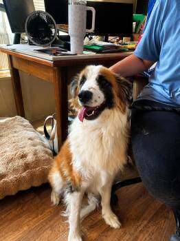 Nutella -  Saint Bernard Dog for Adoption in Uxbridge, Massachusetts - Nutella | PetCurious