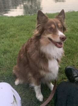 1213 Idabelle -  Australian Shepherd Dog for Adoption in Ringwood, Illinois - 1213 Idabelle | PetCurious