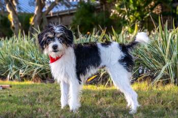 Wisp -  Terrier Dog for Adoption - Wisp | PetCurious