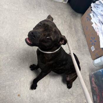 Honey Bunches of Oats -  Pit Bull Terrier Dog for Adoption in Philadelphia, Pennsylvania - Honey Bunches Of Oats | PetCurious