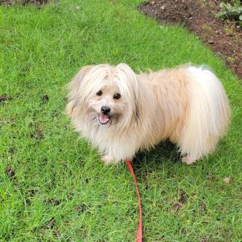 Lhasa Apso and Pomeranian Dogs Available for Adoption - Jack | PetCurious
