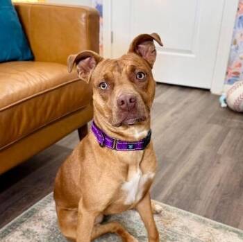 Pit Bull Terrier Dogs Available for Adoption - Sweet Peaches The Little Ray Of Sunshine | PetCurious