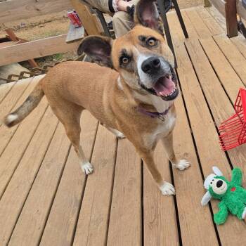 Marilyn -  Shepherd and Black Mouth Cur Dog for Adoption - Marilyn | PetCurious