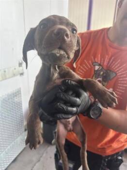 Retriever and Pit Bull Terrier Dogs Available for Adoption in El Paso, Texas - 60868327 | PetCurious