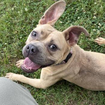 Cassiopeia 26-053 -  Pit Bull Terrier Dog for Adoption in Little Rock, Arkansas - Cassiopeia 26-053 | PetCurious