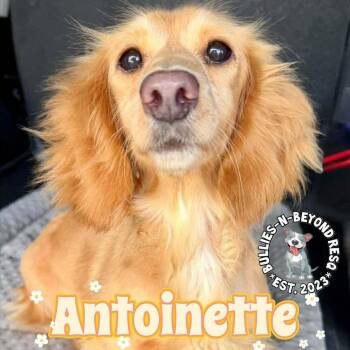 Dachshund Dogs Available for Adoption - Antoinette | PetCurious