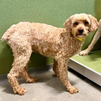 Rudolph - Missouri (JN26-90) -  Miniature Poodle Dog for Adoption in Peyton, Colorado - Rudolph - Missouri (JN26-90) | PetCurious
