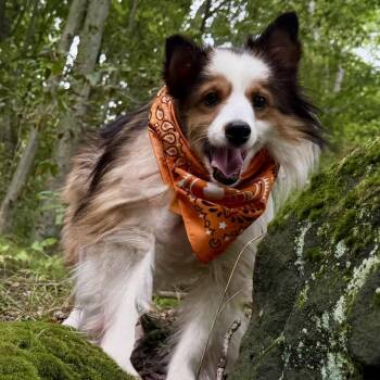 Dash -  Shetland Sheepdog Sheltie Dog for Adoption in Avon, Ohio - Dash | PetCurious