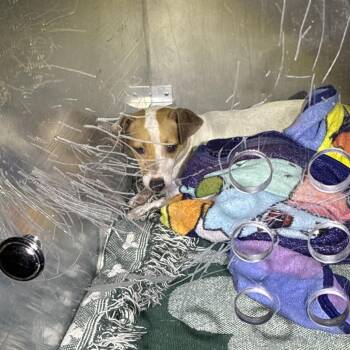 Porkinator -  Jack Russell Terrier Dog for Adoption in Philadelphia, Pennsylvania - Porkinator | PetCurious