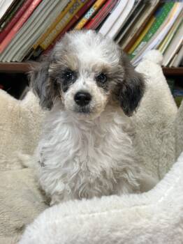 Jewles -  Miniature Poodle Dog for Sale in Groveport, Ohio - Jewles | PetCurious