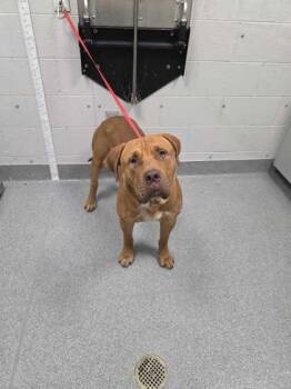 Notorious BIG -  Mixed Breed Dog for Adoption in Sevierville, Tennessee - Notorious BIG | PetCurious