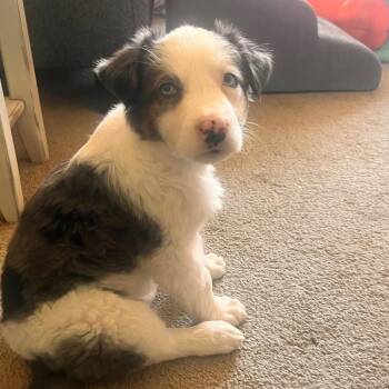 Mazie (Pat-a-cake) -  Australian Shepherd Dog for Adoption in Huntsville, Alabama - Mazie (Pat-a-cake) | PetCurious