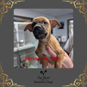 Mickey -  Jack Russell Terrier and Terrier Dog for Adoption in Cumberland, Rhode Island - Mickey | PetCurious