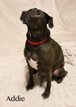 Rescue Labrador Retriever and Mixed Breed Dogs for Adoption in Parma, Ohio - Addie | PetCurious
