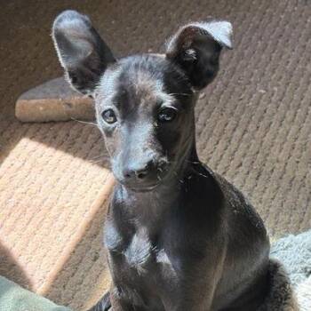 Chihuahua and Rat Terrier Dogs Available for Adoption in Lucedale, Mississippi -  Magnolia ~ Cat Friendly :-) | PetCurious