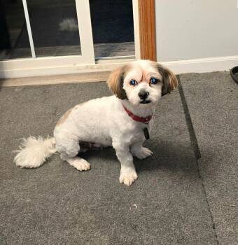 Lhasa Apso Dogs Available for Adoption in Toledo, Ohio - Sammy | PetCurious