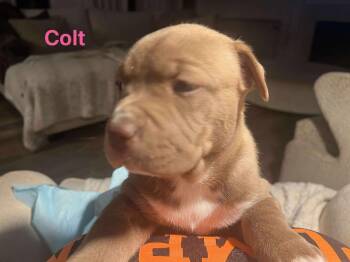 Rescue Siberian Husky Dogs for Adoption - Colt | PetCurious