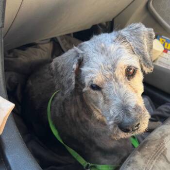 Queenie -  Mixed Breed Dog for Adoption in Phoenix, Arizona - Queenie | PetCurious