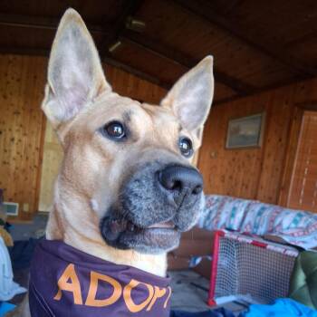 Moshe -  Belgian Shepherd Malinois and Mixed Breed Dog for Adoption in Minneapolis, Minnesota - Moshe | PetCurious