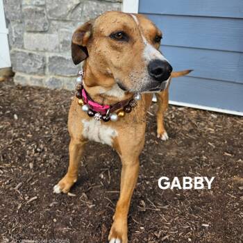 Gabby (Baby Girl) -  Mixed Breed Dog for Adoption in Madisonville, Tennessee - Gabby (Baby Girl) | PetCurious