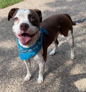 Rudy -  Pit Bull Terrier Dog for Adoption in Lavon, Texas - Rudy | PetCurious