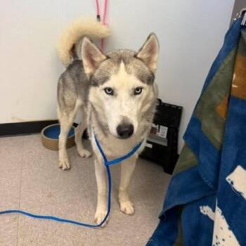 Flimp 26-08-054 -  Husky Dog for Adoption in Bastrop, Texas - Flimp 26-08-054 | PetCurious