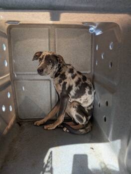 Rescue Catahoula Leopard Dog Dogs for Adoption in Nacogdoches, Texas - Angelo | PetCurious
