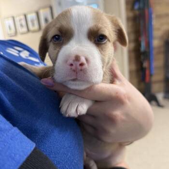 Mixed Breed Dogs Available for Adoption - Jimmie | PetCurious