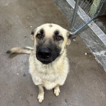 21 -  Anatolian Shepherd Dog for Adoption in Corbin, Kentucky - 21 | PetCurious