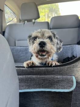 Rescue Shih Tzu Dogs for Adoption in Los Angeles, California - Benji | PetCurious