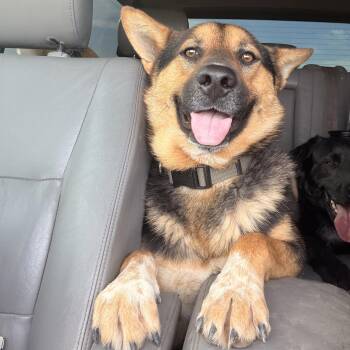 German Shepherd Dog Dogs Available for Adoption in Marfa, Texas - Bandit | PetCurious