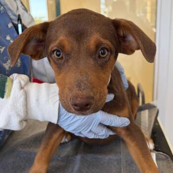 Pumpkin -  Hound and Cattle Dog Dog for Adoption in Nashville, Tennessee - Pumpkin | PetCurious