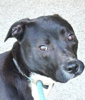 Rescue Pit Bull Terrier Dogs for Adoption in Chesapeake, Virginia - Witt | Courtesy Post | PetCurious