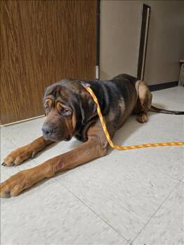 Rescue Mastiff and Mixed Breed Dogs for Adoption in Conroe, Texas - SMALLS | PetCurious