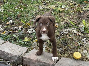 Rescue Siberian Husky and Shepherd Dogs for Adoption in Fenton, Missouri - Tripp | PetCurious