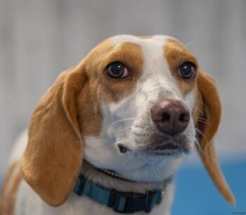 Rescue Treeing Walker Coonhound Dogs for Adoption in Panama City, Florida - Daisy | PetCurious