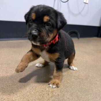 (Hold)Hopper -  Terrier and Mixed Breed Dog for Adoption in Cabot, Arkansas - (Hold)Hopper | PetCurious