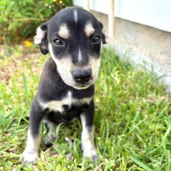 ADDISON -  Terrier Dog for Adoption in Waterford, New Jersey - ADDISON | PetCurious