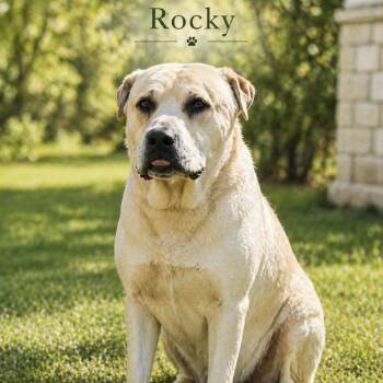 Rocky -  Mastiff and Yellow Labrador Retriever Dog for Adoption in Lucas, Texas - Rocky | PetCurious
